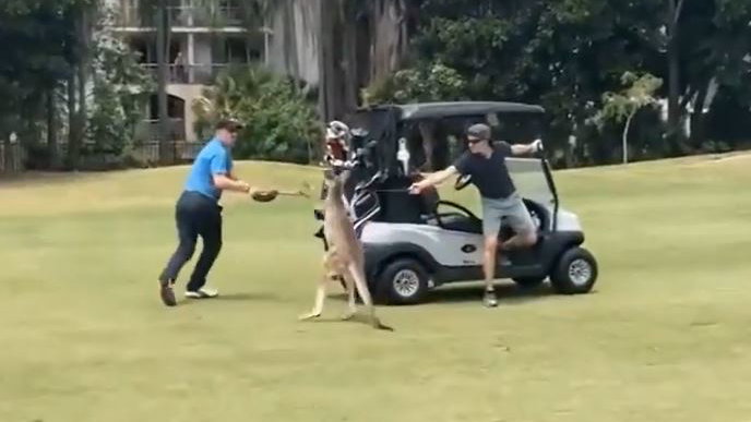 Video goes viral of a man attacked by a KANGAROO on a golf course!